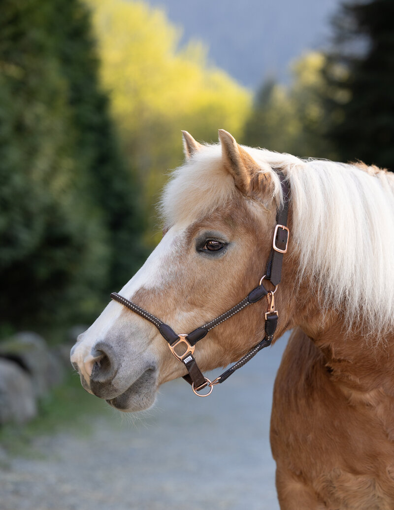 Belgian draft horse profile 