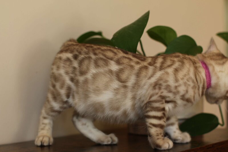 Sienna x Benny_Pink_3