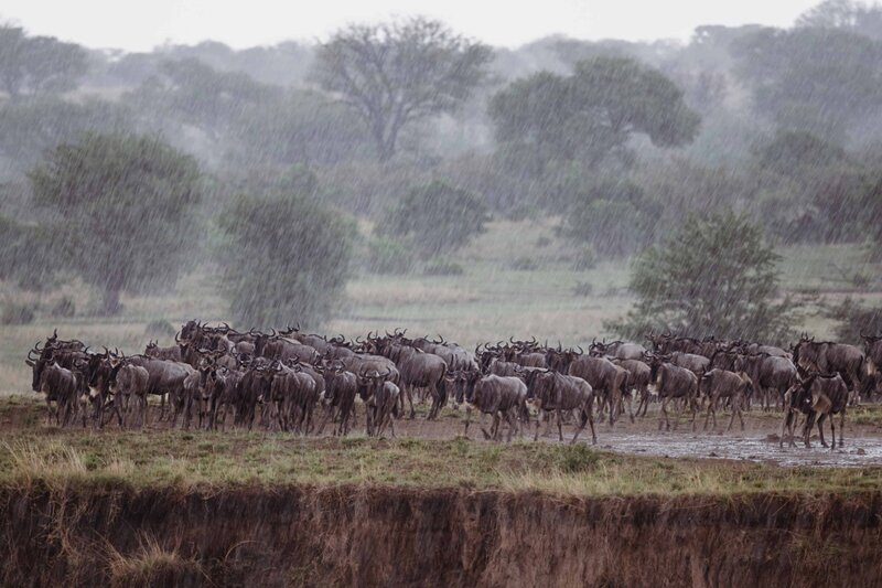 TAASA Safari Wildlife (7)