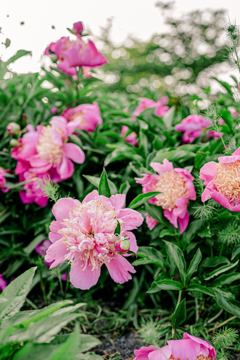 colorful-spring-garden-engagement-in-virginia-00016