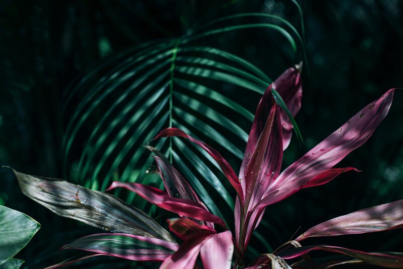 pexels-lstan-2252306