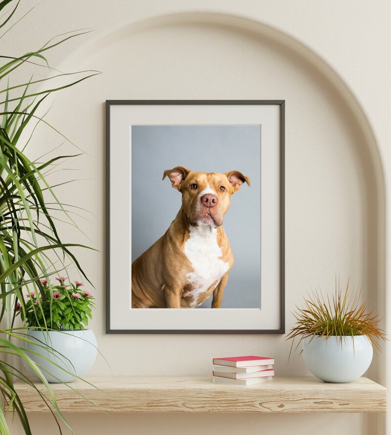 pet photographer, dog photoshoot, dog photography, dog photographer, cat photography, pet photography near me, family photo with dog, pet portraits, cat photographer, cat photoshoot, dog photographer near me, pet photographer near me, a dog photoshoot, pet photography, dog pictures, pictures of puppys, cute dog pictures, dog photo, sacramento pet photographer, san francisco pet photographer