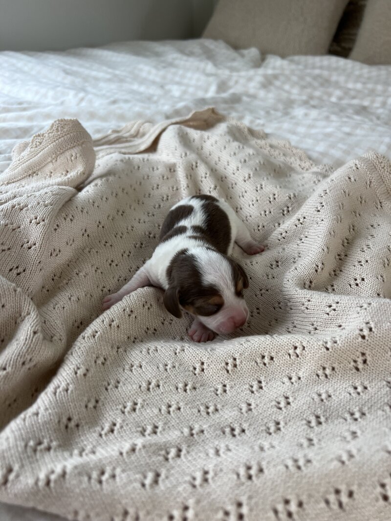 Pocket Beagle Puppies For Sale