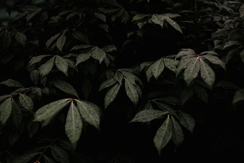 Tree Leaves in Nature