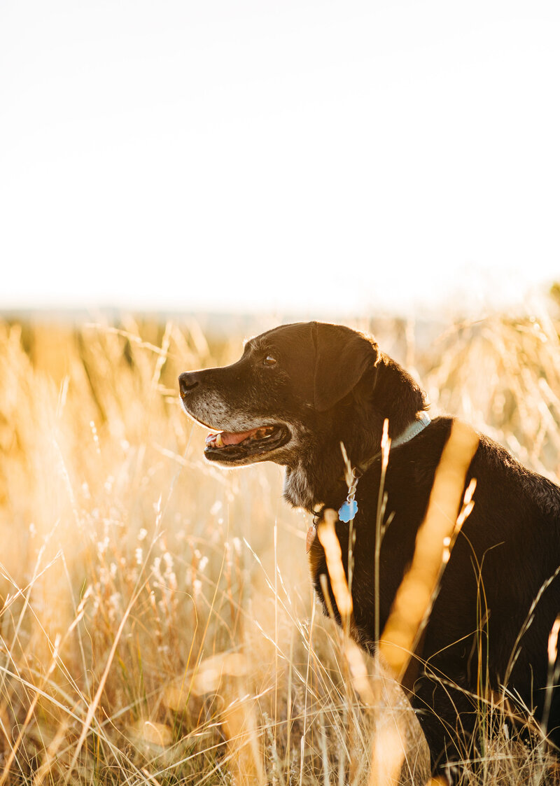 black labrador in wheat field