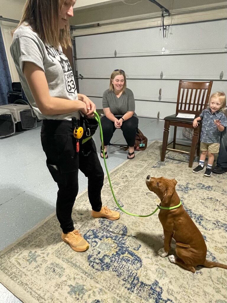 Cornerstone trainer doing eye contact with a puppy on a slip lead while the happy dog owners watch | Cornerstone Dog Training