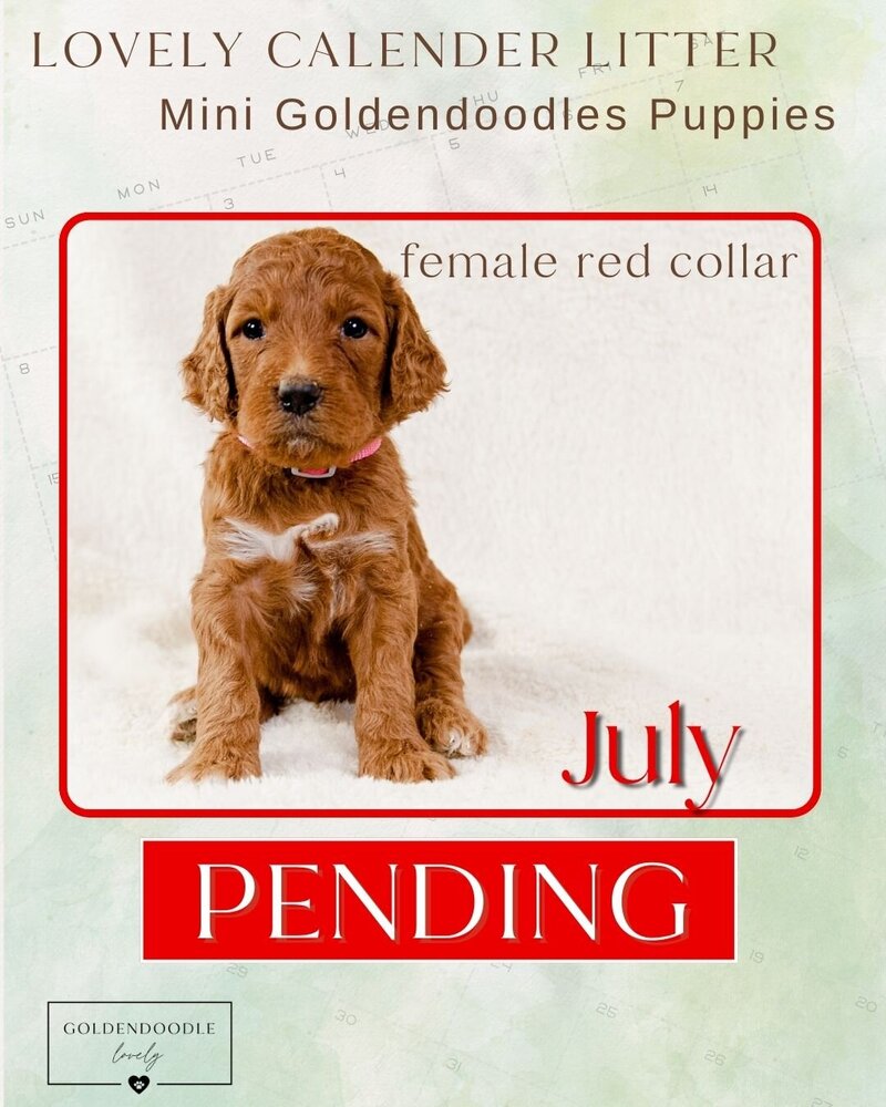 Calendar Red July Female