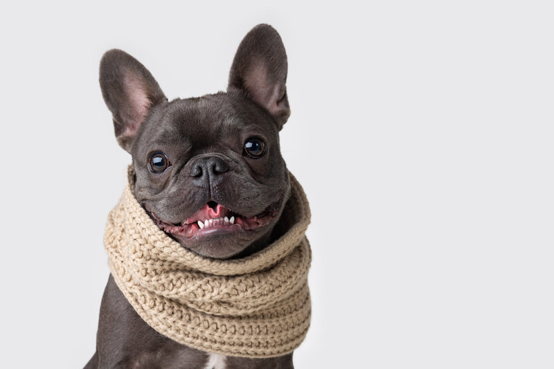 Frenchie in scarf