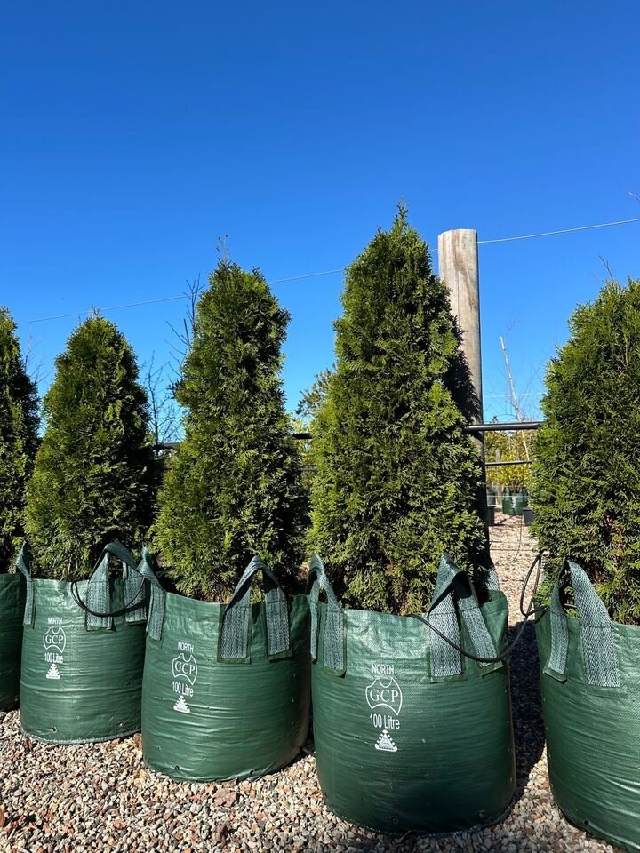 THUJA OCCIDENTALIS 'SMARAGD' - northern white cedar conifers sydney