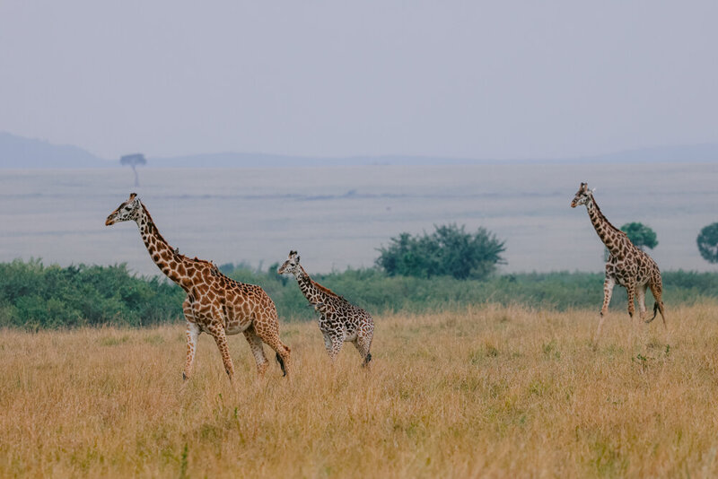 safariedited-156