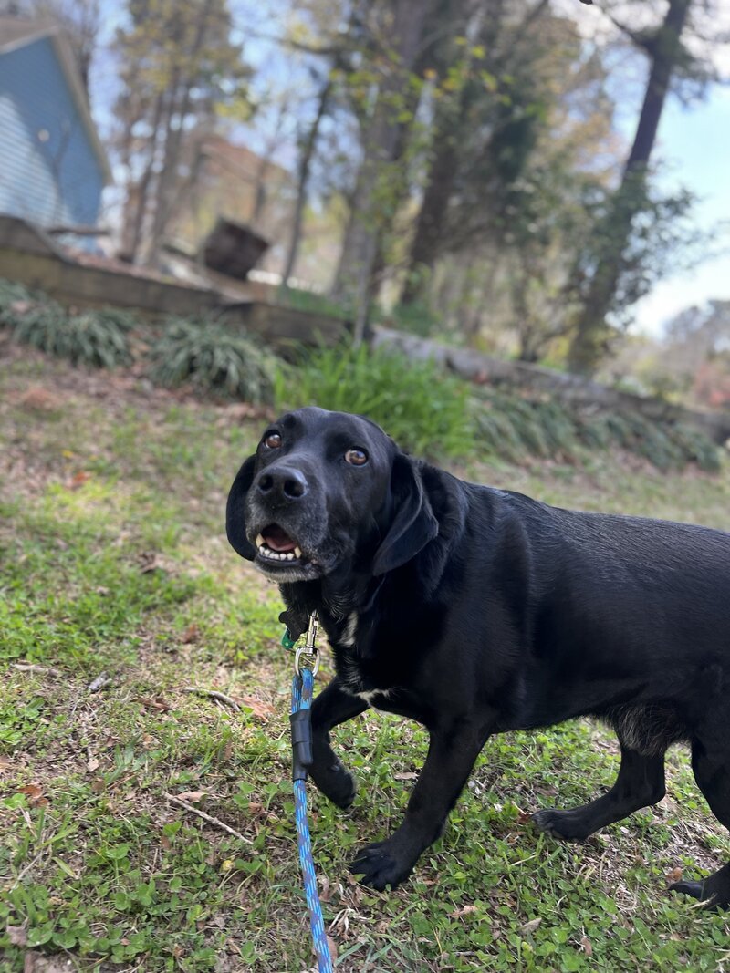 Black pup