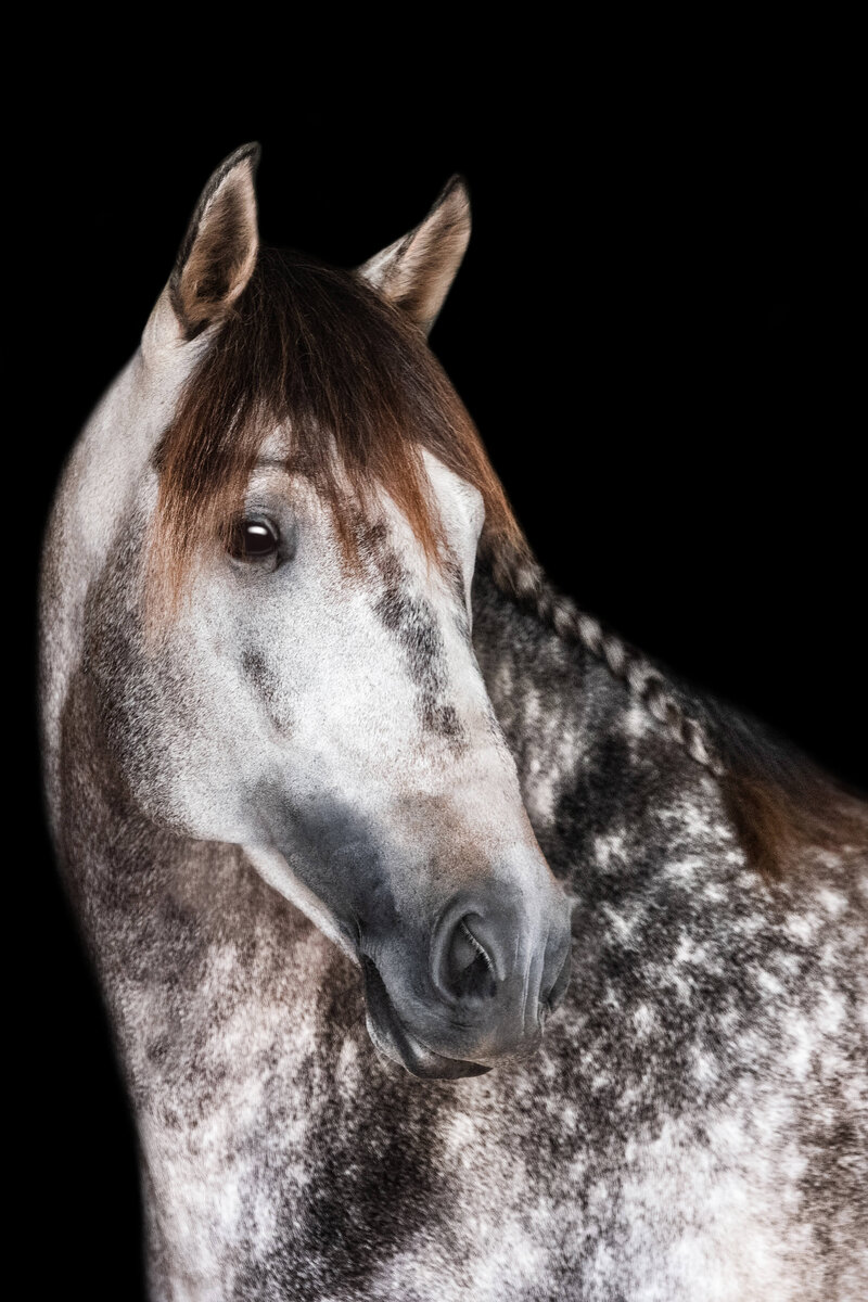 grey dappled horse's face posing looking to the right on a black background