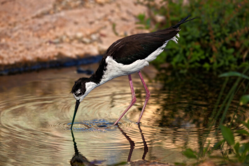 Black Neck Stilt