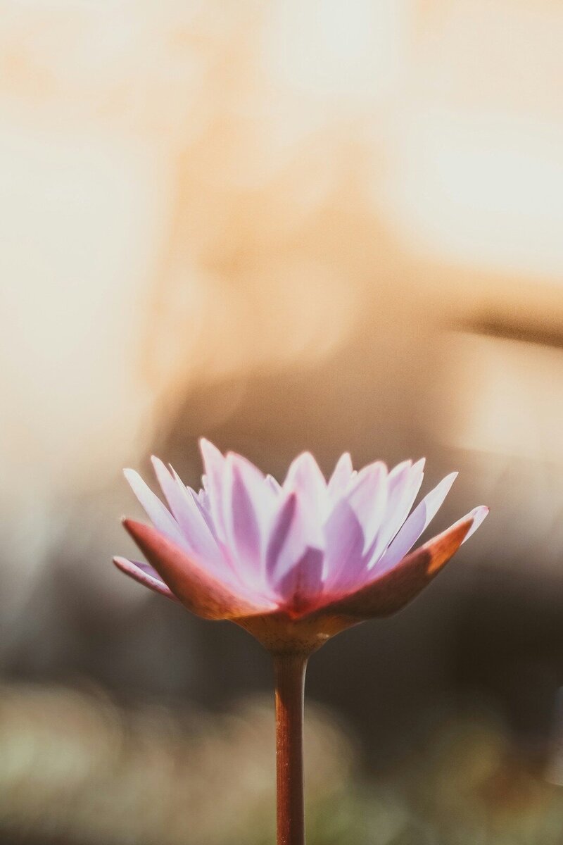A lotus flower
