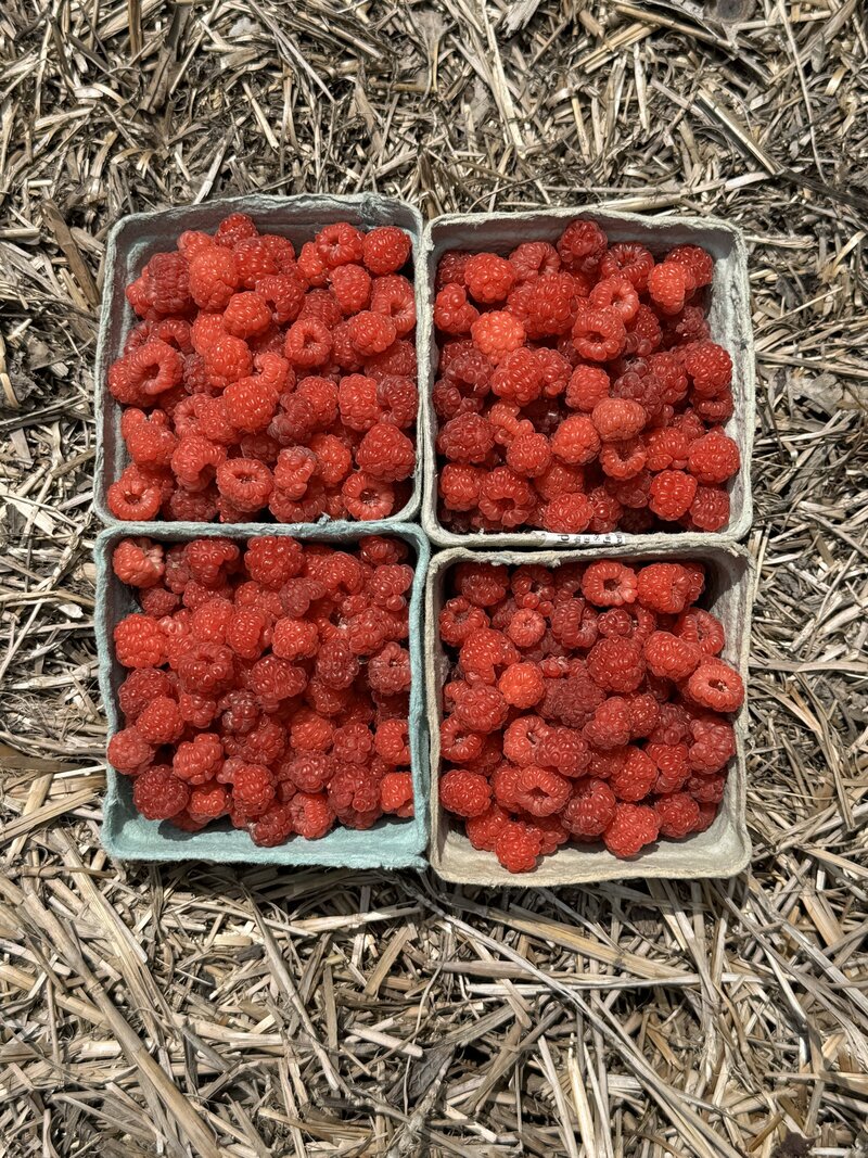 Leila's Garden Raspberries