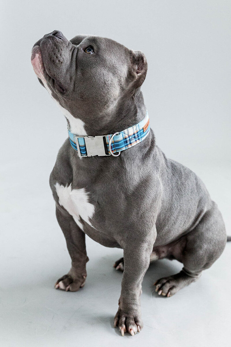 San Francisco pet photography
