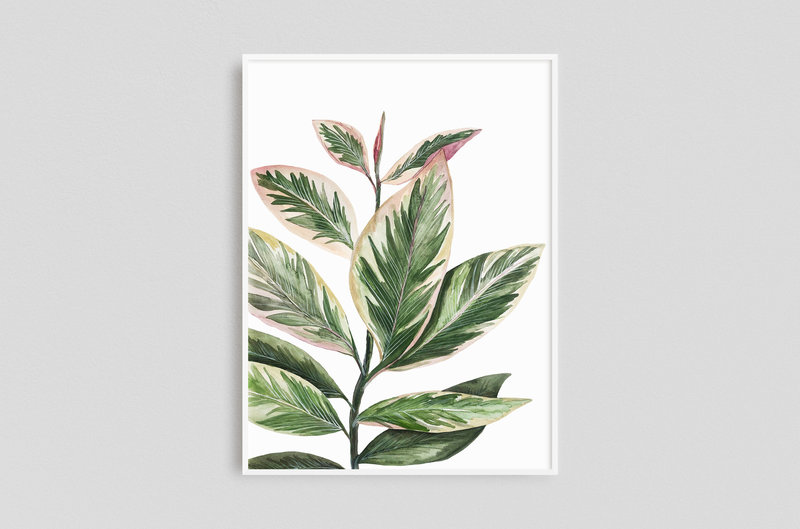 Watercolor Prints - Framed x 1 - Penny(Rubber Plant)