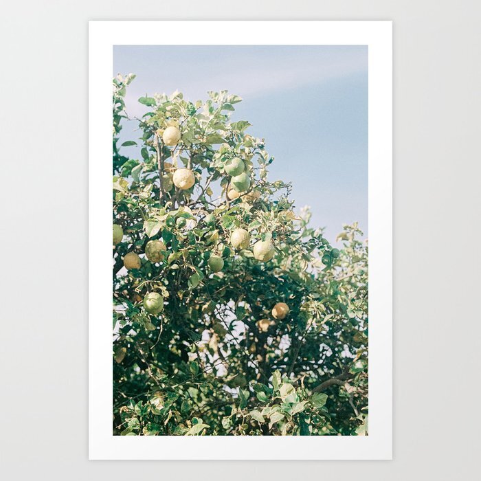 citrus-cape-town-travel-photography-art-print-prints