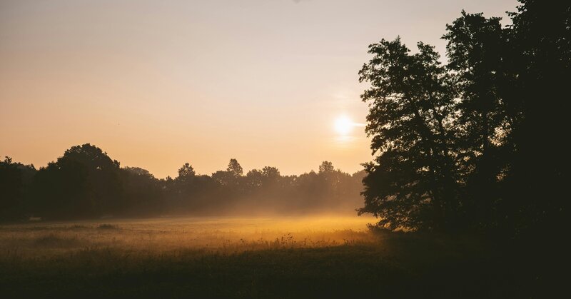 Sunlit meadow in early morning mist with golden light, evoking calm and the gentle process of transformation.