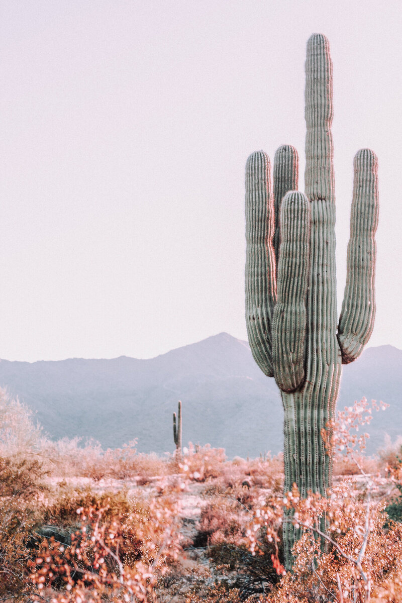 Arizona desert with the mountains in the background and a saguaro cactus in the foreground