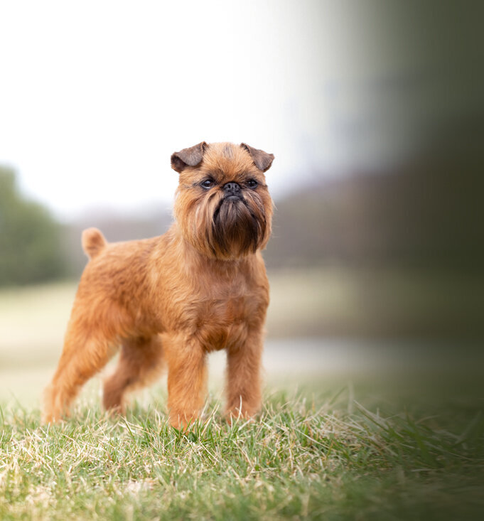 Is the Griff right for you ?