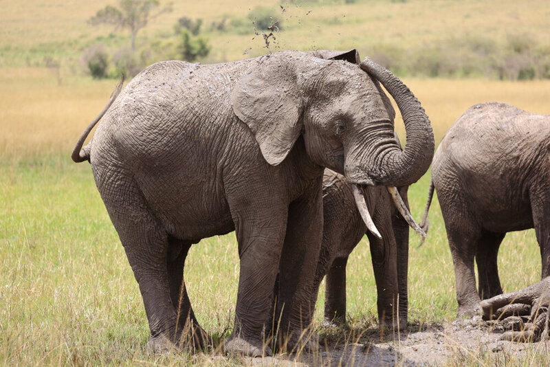 safariedited-190