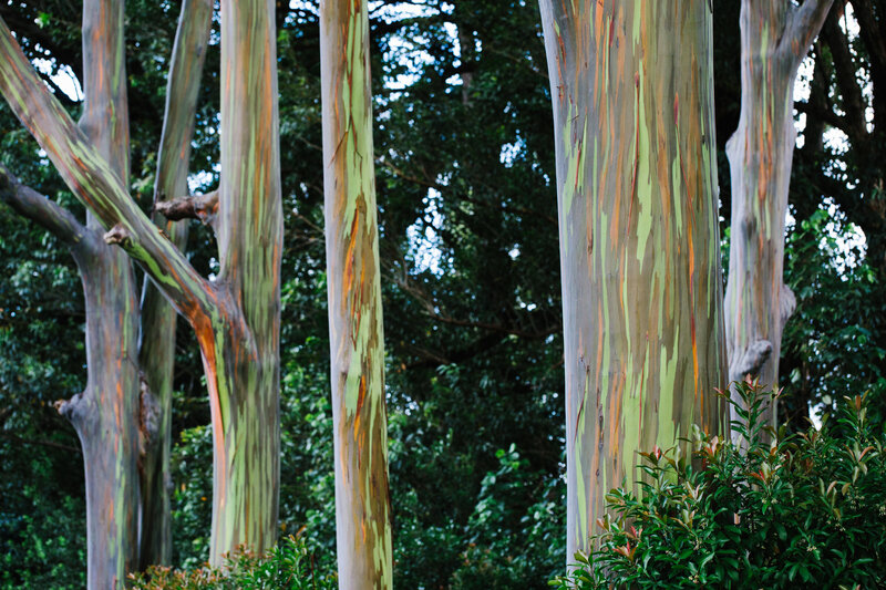 Six eucalyptus trees