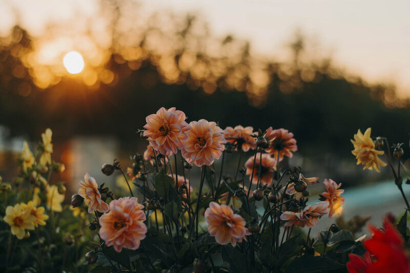 Desert flowers during a sunset