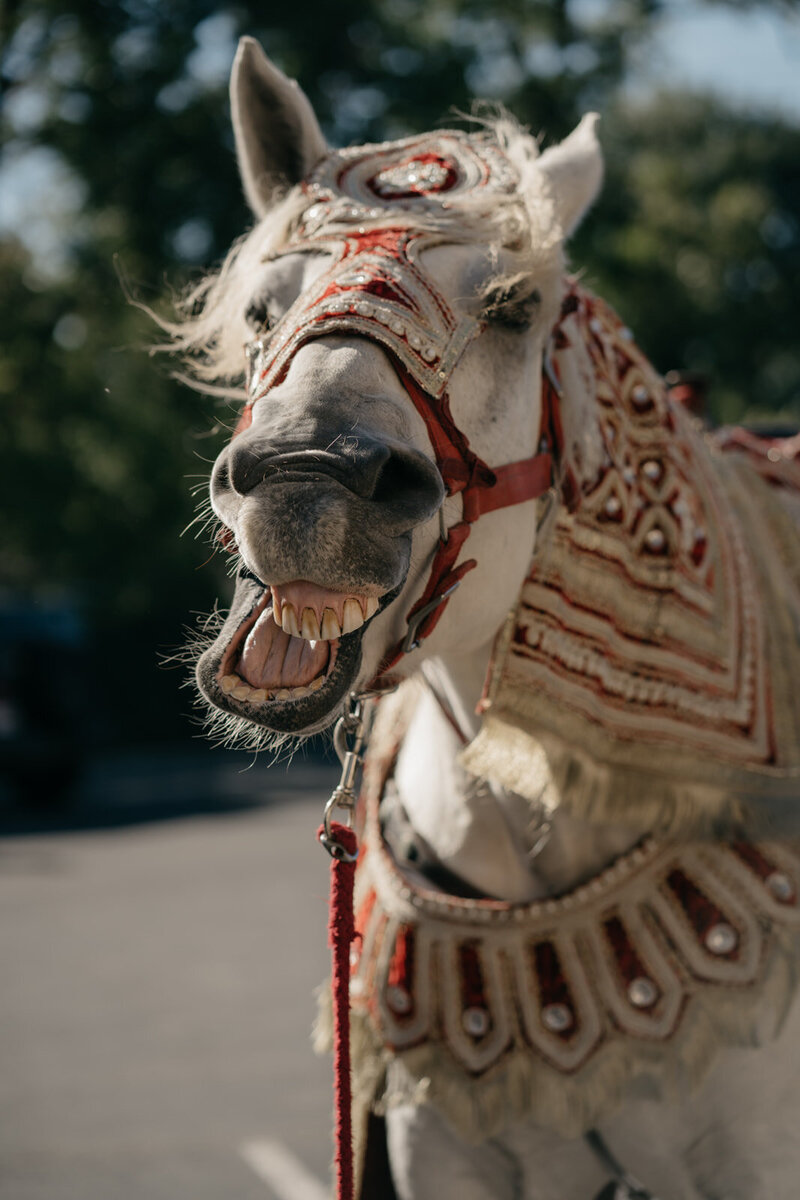 N&G_Ceremony Day-0238