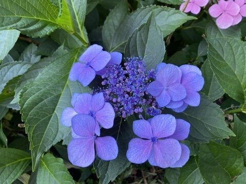 Bright purple hydrangeas 
