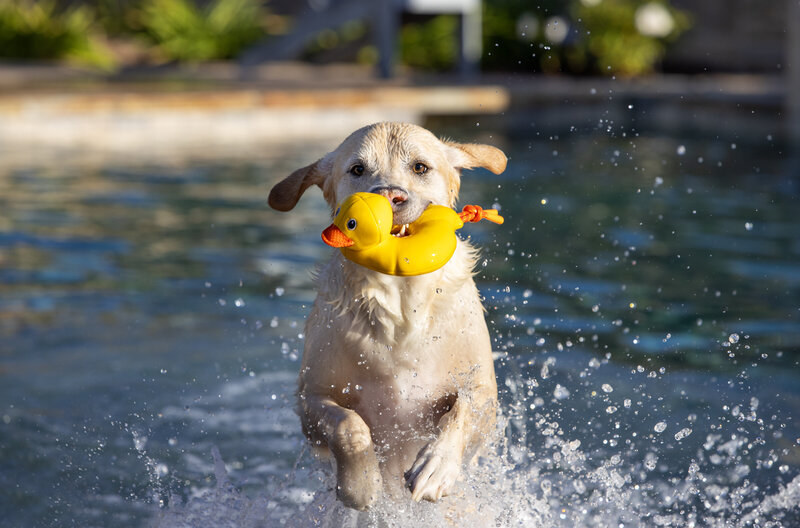 commercial pet toy photos