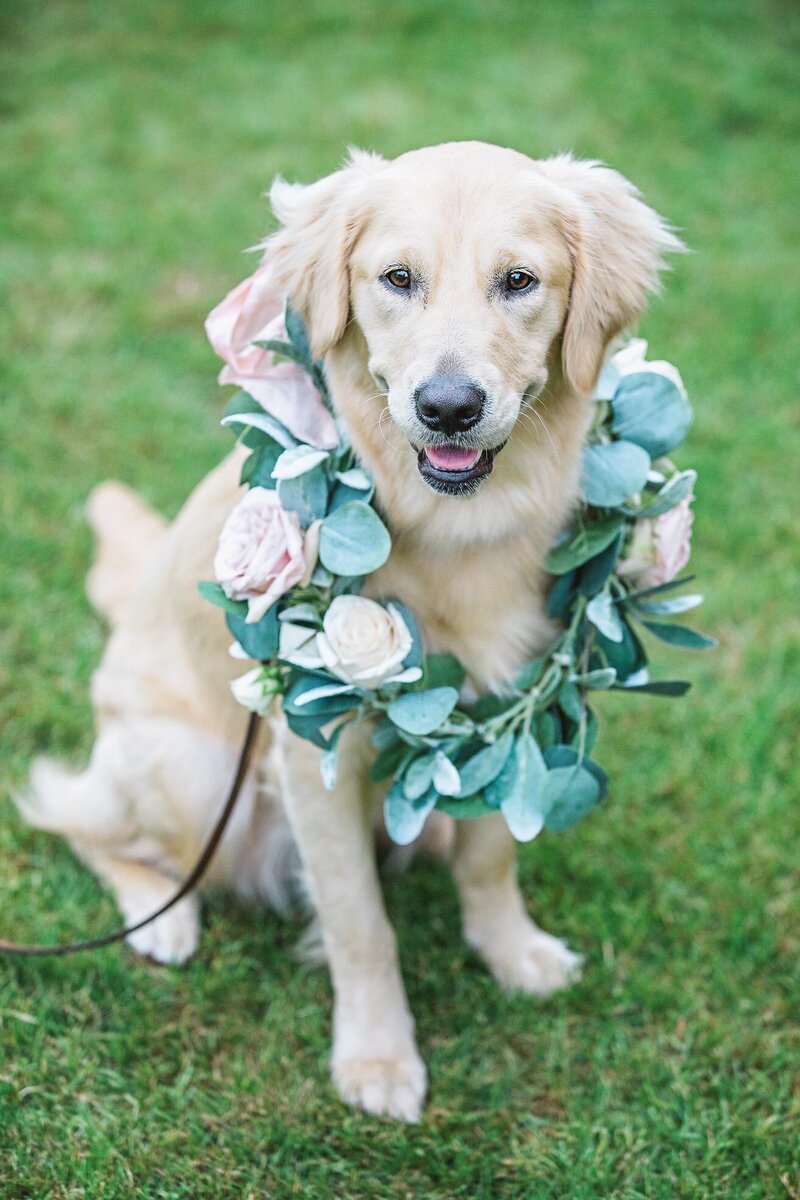 Dog 3 Palafox Wharf Waterfront Weddings Events