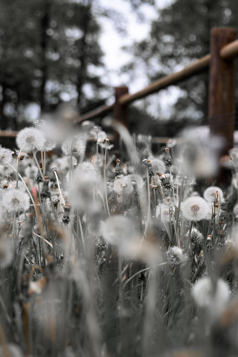 Bloeiende paardenbloemen zijn symbool voor de wijsheid van de natuur.