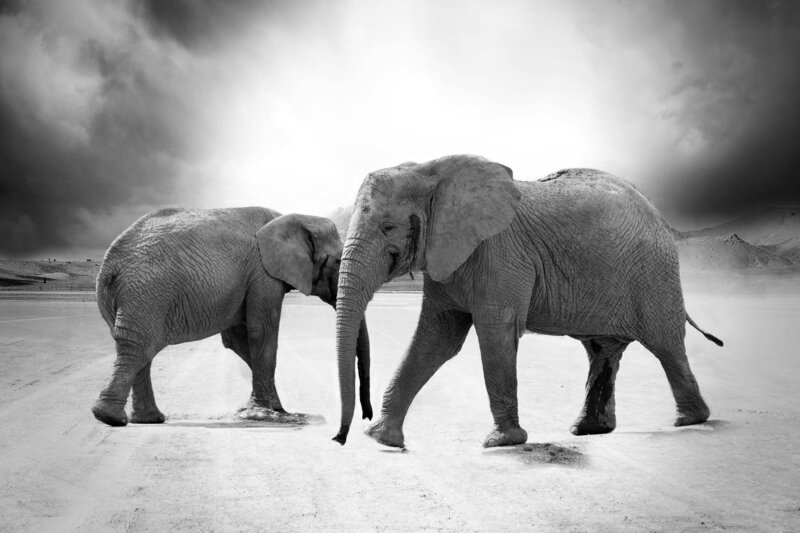 Journey Through Africa-04