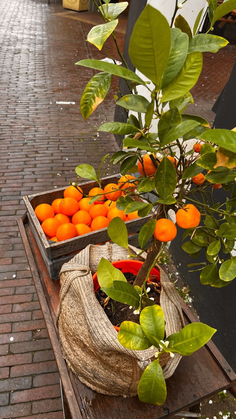A small citrus tree with ripe oranges in a burlap sack, nestled beside a wooden crate filled with more oranges on a brick-paved street, evoked scenes from an author's cherished memoir.