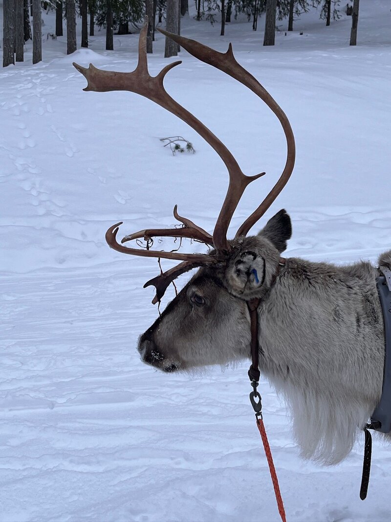 Catholien.Lapland (3)