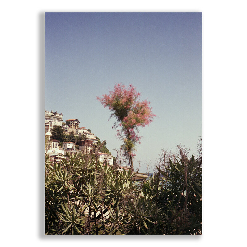 Witte-achtergrond_Pink-Tree