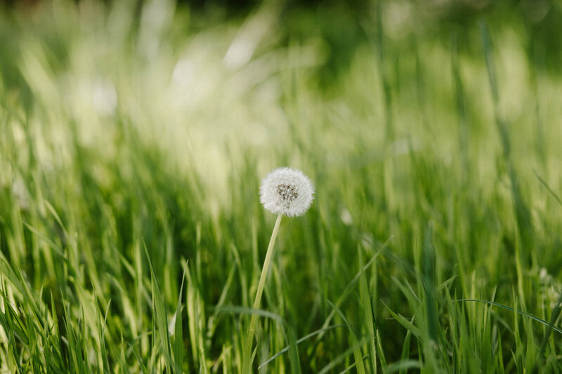 Nature-196547