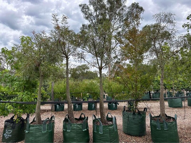 Mature BRACHYCHITON RUPESTRIS - Go Green Nurseries - Sydney Plant Nursery