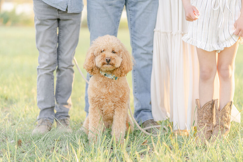 dog with family taken by  a Prince William County, VA spring mini session photographer