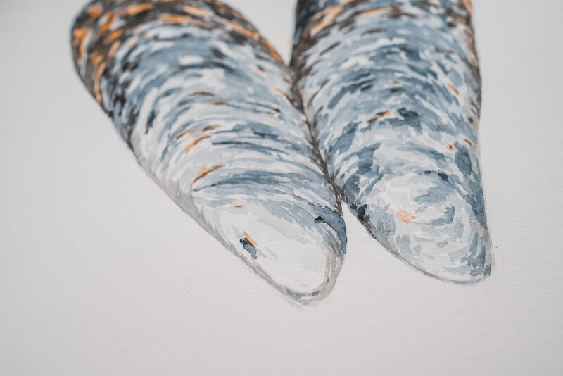Detail of a watercolor painting of connected mussel shells by Amy Duffy