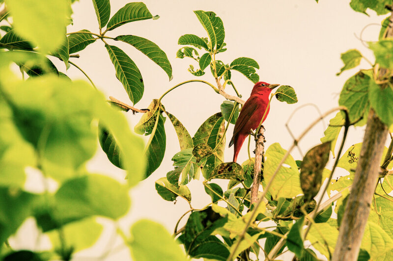 red bird blue spirit costa rica