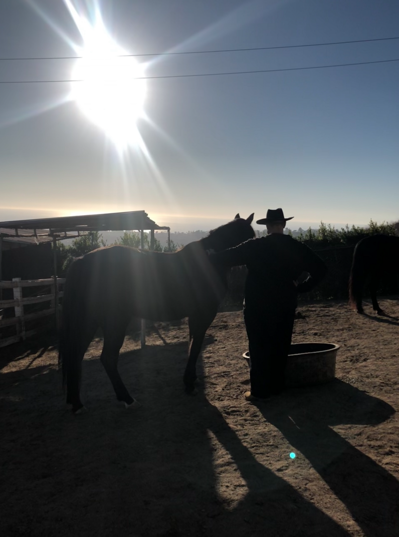Image of a silhouette man petting a horse in a pasture with an ocean view and sun shining bright