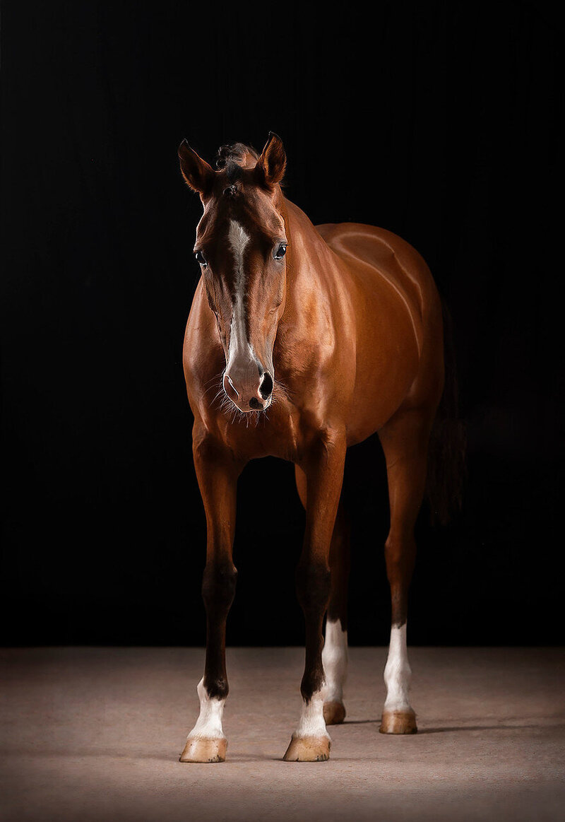 Horse photographed for Asayl Communications equestrian marketing campaign.