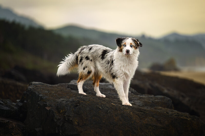 Capture the unique spirit of your beloved pet with captivating outdoor portraits by Pets Through the Lens in Vancouver. Our skilled photographer specializes in creating stunning, candid pet photoshoots set in natural surroundings such as beaches, parks, and forests. By showcasing your pet’s distinctive personality, our sessions produce timeless portraits that you’ll treasure for years to come. Don’t miss out – schedule your nature pet photography session today and let us preserve the bond between you and your furry friend.