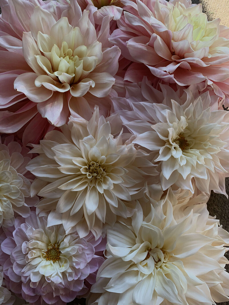 dahlias with font on top.
