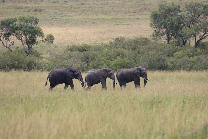safariedited-187