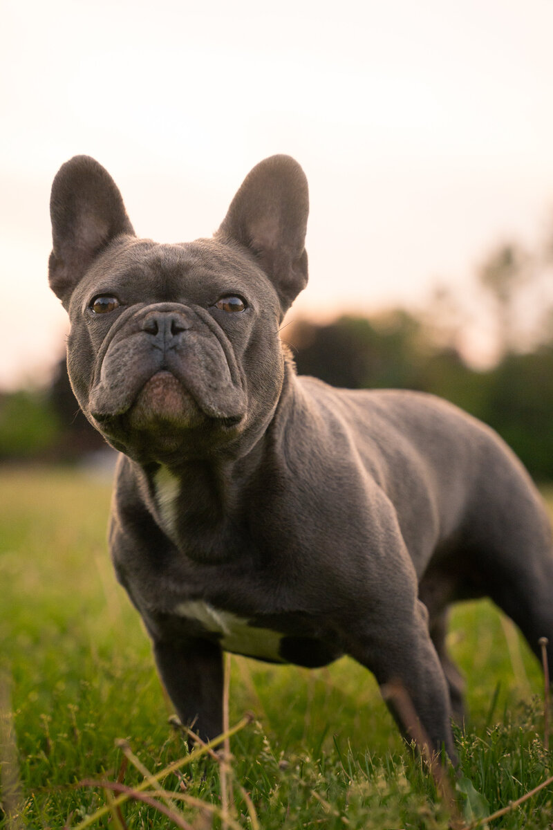 Solid blue French Bulldog Stud Service available in Canada