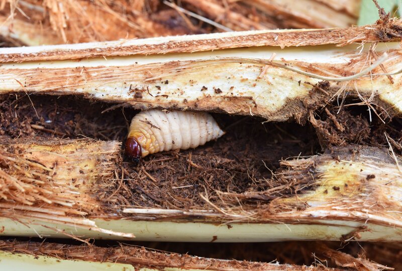 Tree pests and disease. Plant Health Care