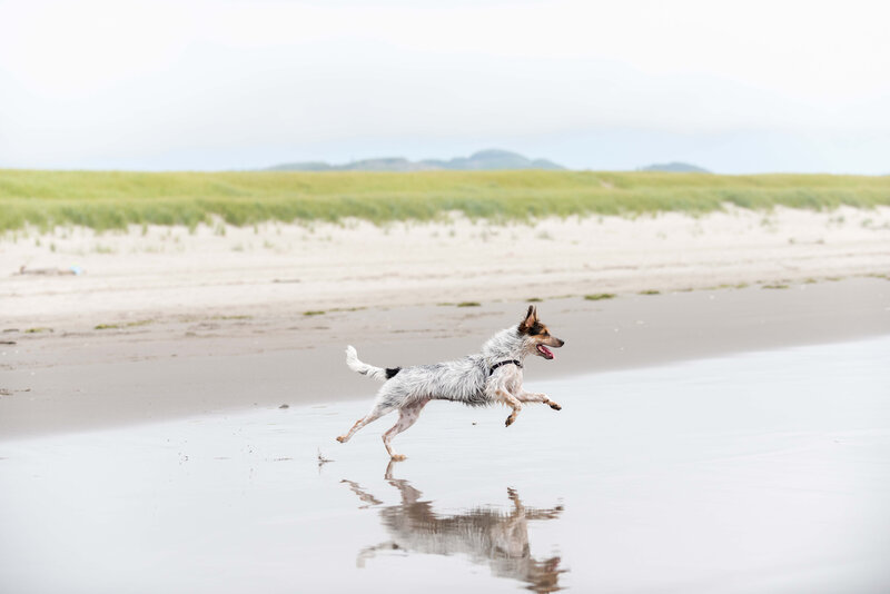 dog running in surf